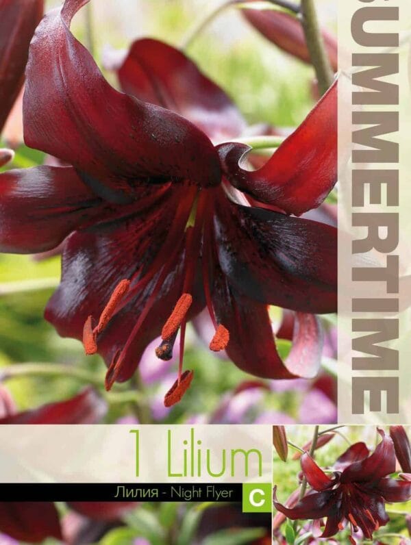 Lilium Night Flyer
