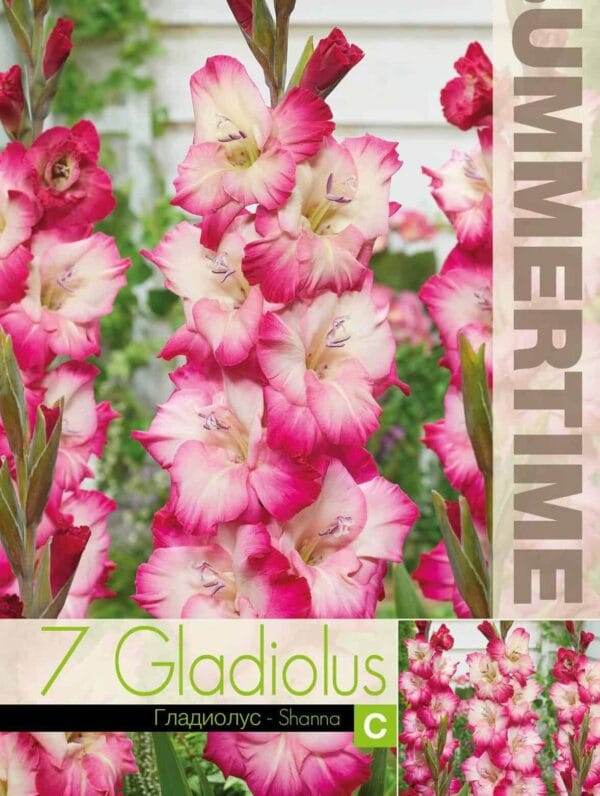 Gladiolus Shanna