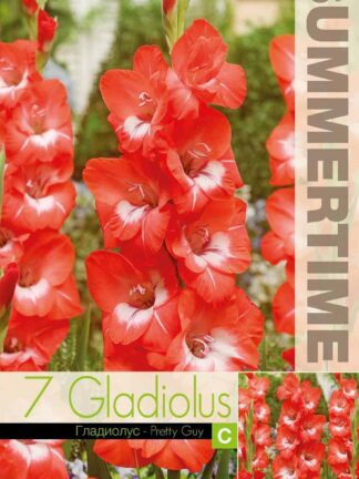 Gladiolus Pretty Guy