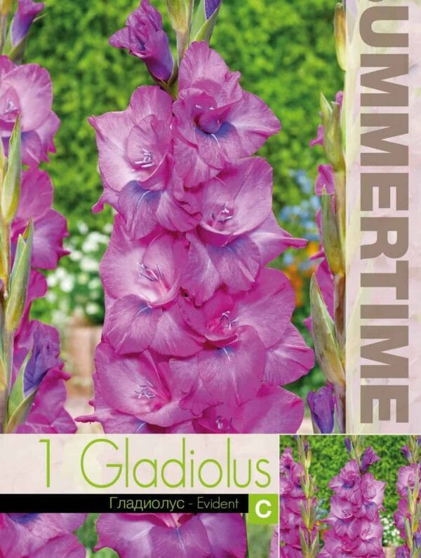 Gladiolus Evident