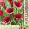 Zantedeschia Captain Promise