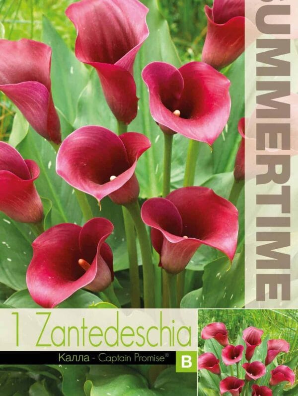 Zantedeschia Captain Promise