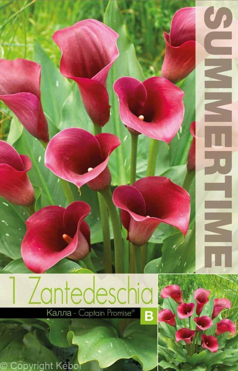 Zantedeschia Captain Promise