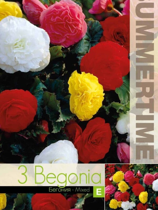 Begonia Non Stop Mixed