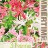 Nerine Bowdenii Mixed