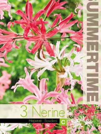 Nerine Bowdenii Mixed
