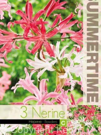 Nerine Bowdenii Mixed