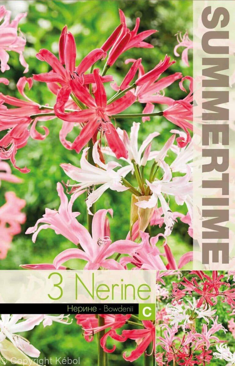 Nerine Bowdenii Mixed
