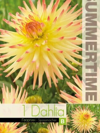 Dahlia Spassmacher