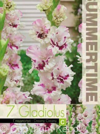 Gladiolus Dreamy Creamy