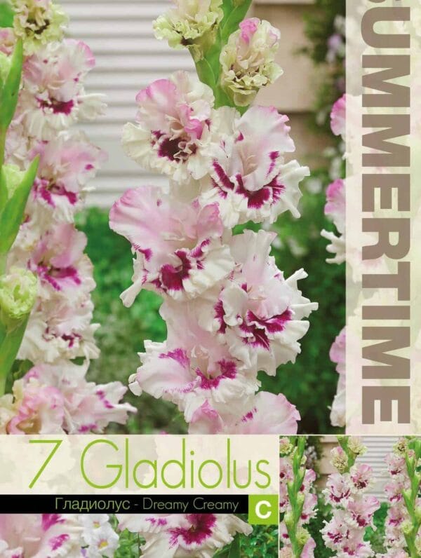 Gladiolus Dreamy Creamy