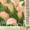 Zantedeschia Auckland