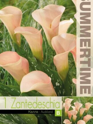 Zantedeschia Auckland