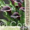 Zantedeschia Dubai Nights