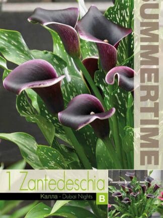 Zantedeschia Dubai Nights