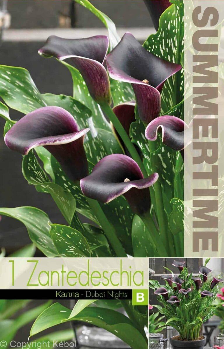 Zantedeschia Dubai Nights