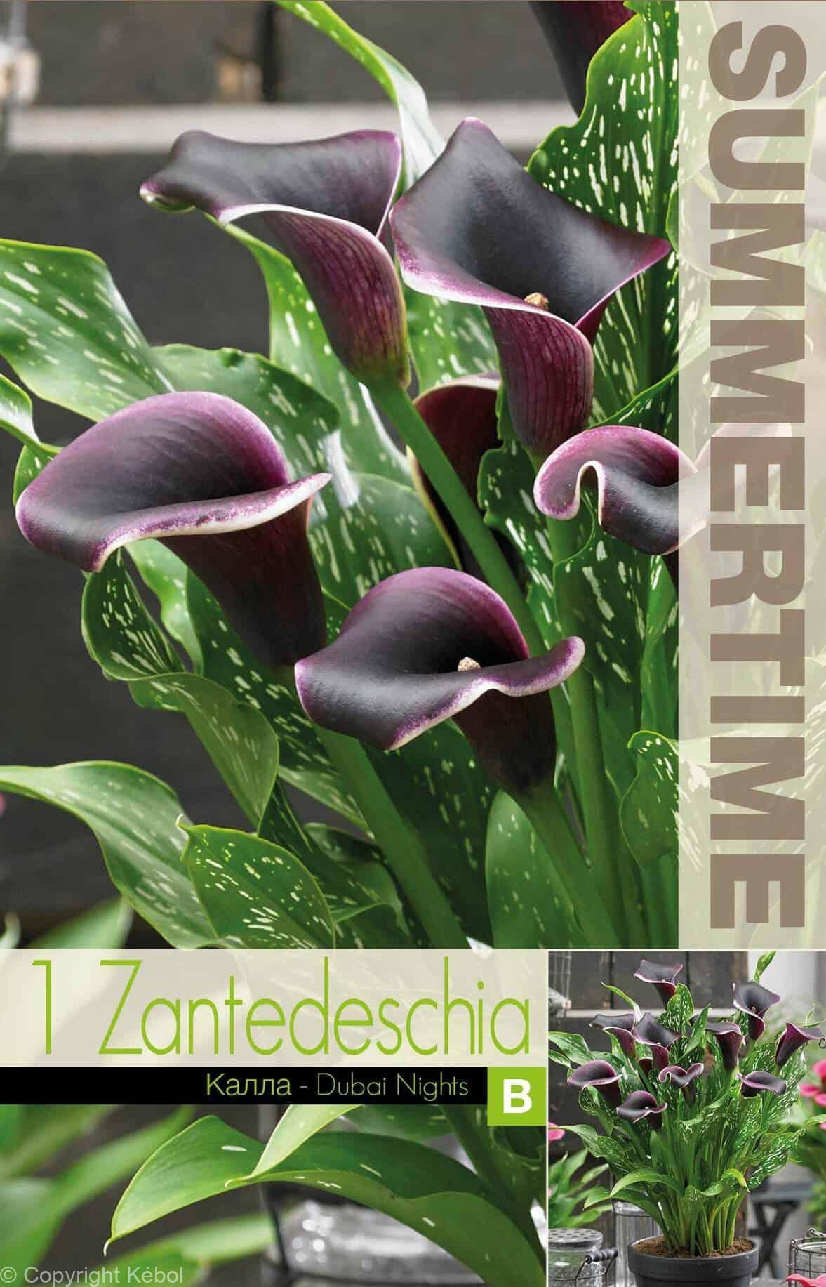 Zantedeschia Dubai Nights