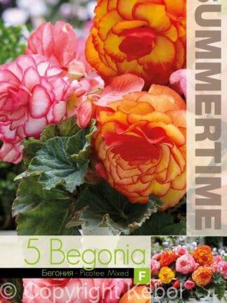Begonia Picotee Mixed5