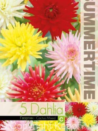 Dahlia Cactus Mixed