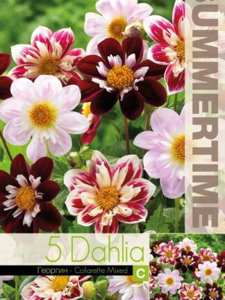 Dahlia Collarette
