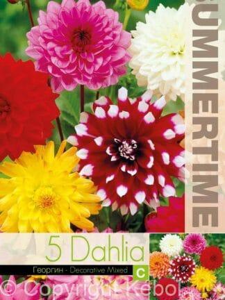 Dahlia Decorative Mixed