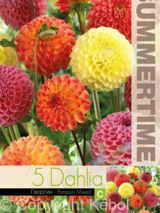 Dahlia Pompon Mixed