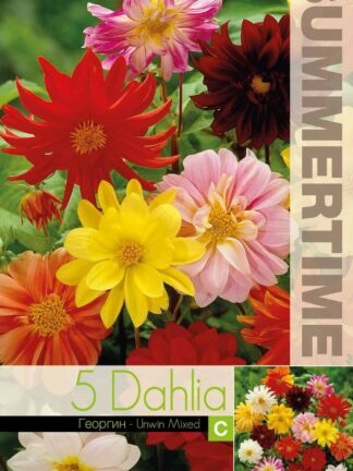 Dahlia Unwin Mixed