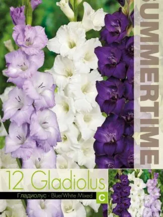 Gladiolus Mixed Blue / White