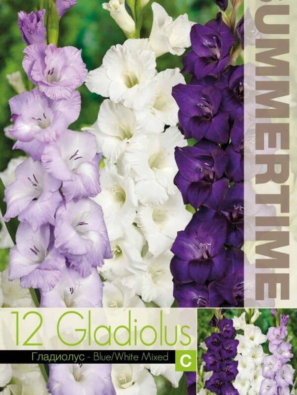 Gladiolus Mixed Blue / White