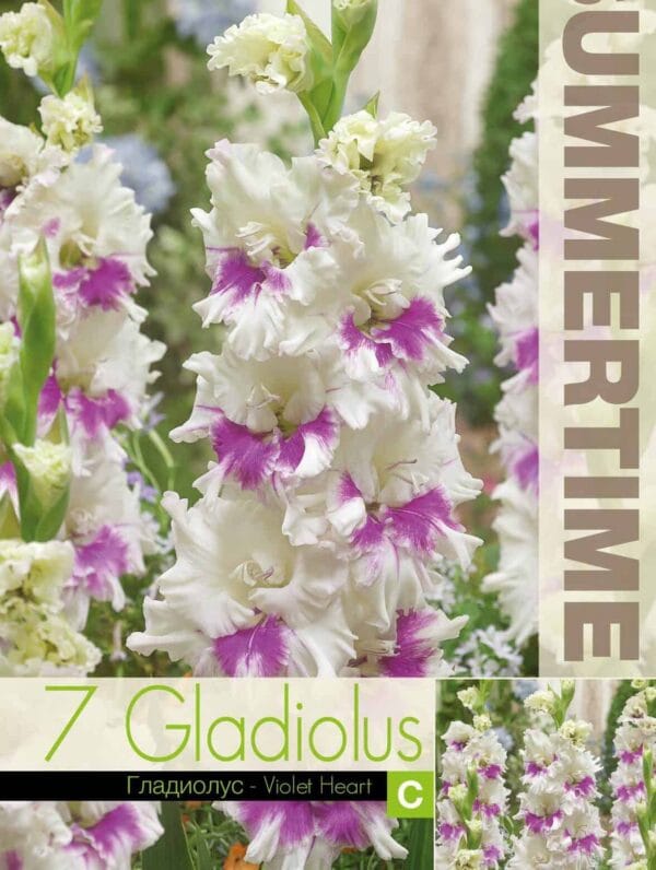 Gladiolus Violet Heart