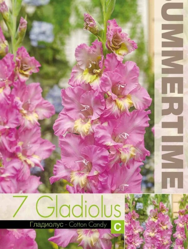 Gladiolus Cotton Candy