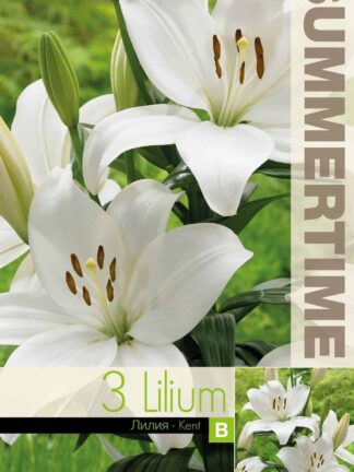 Lilium Kent