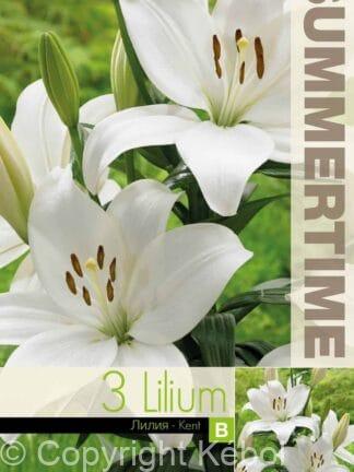 Lilium Kent