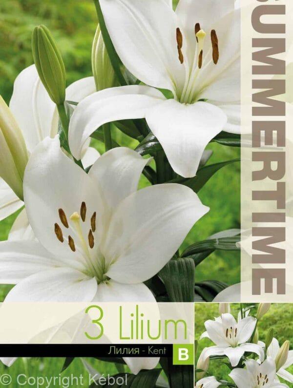 Lilium Kent - RB