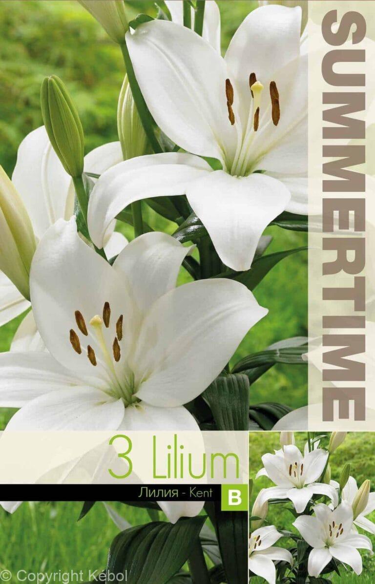 Lilium Kent - RB