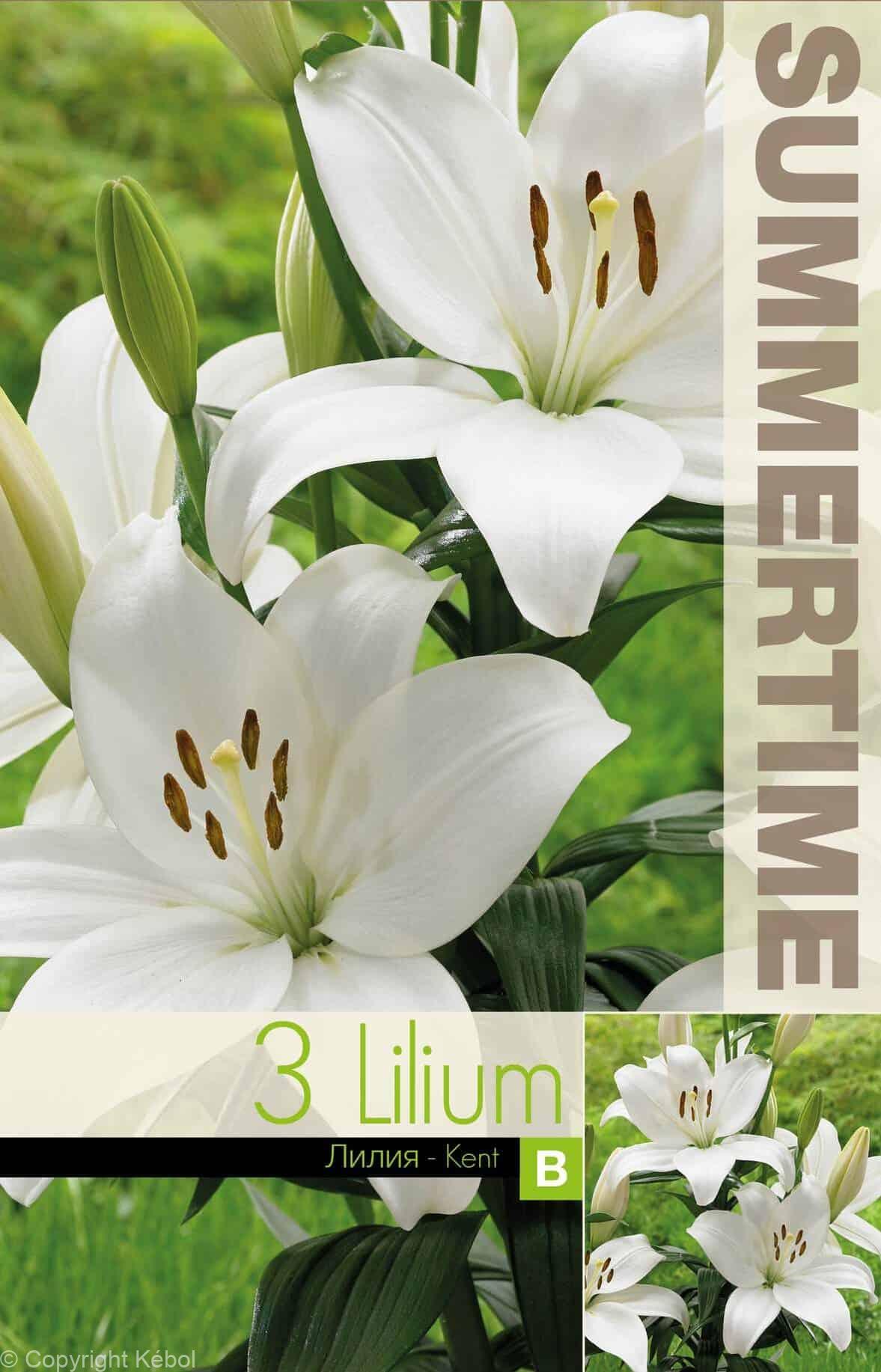 Lilium Kent