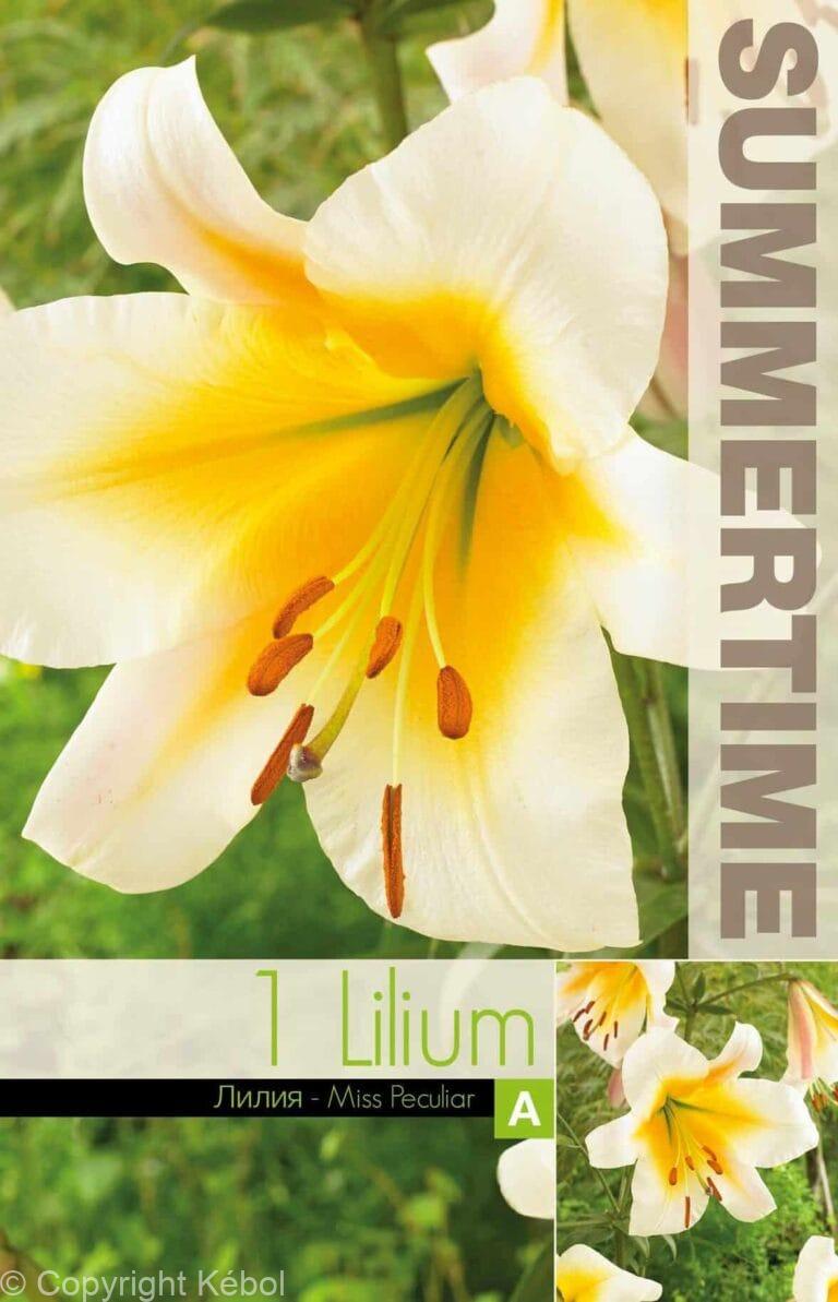 Lilium Miss Peculiar - RB