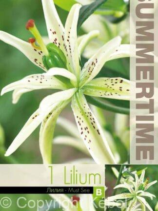 Lilium Must See