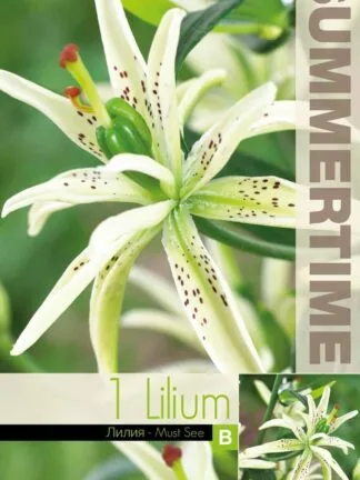 Lilium Must See