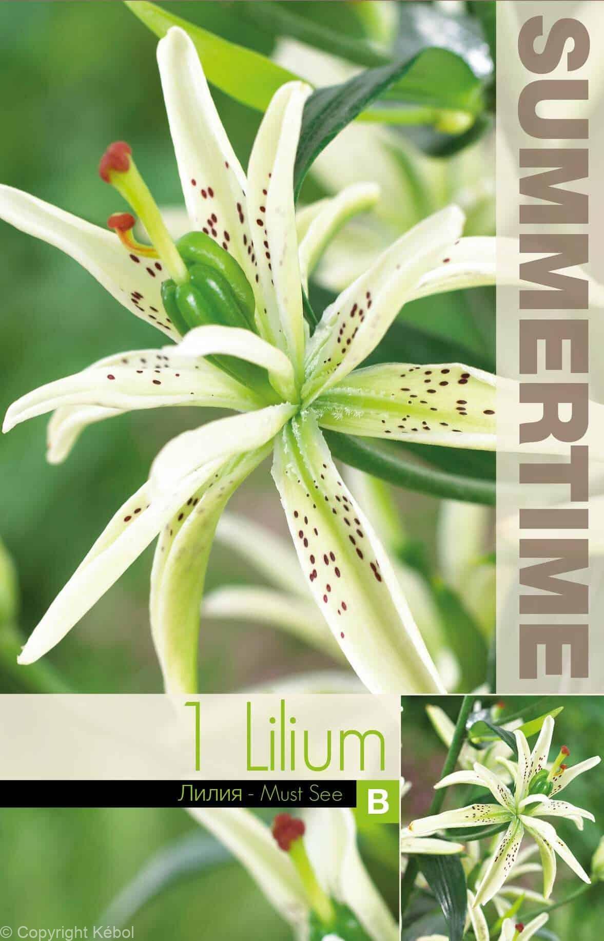 Lilium Must See