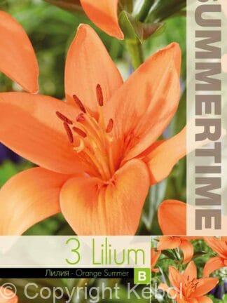 Lilium Orange Summer