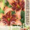 Lilium Whistler - RB