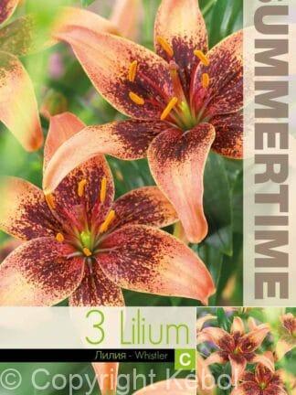 Lilium Whistler