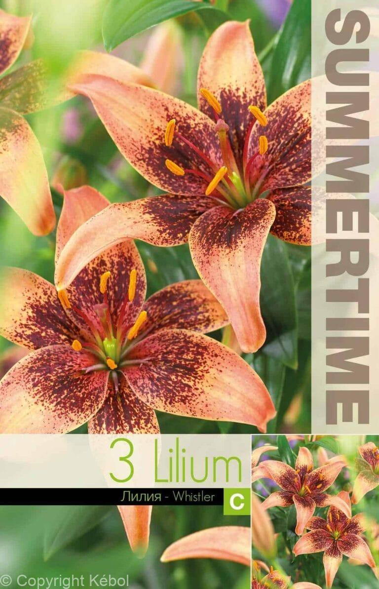Lilium Whistler - RB