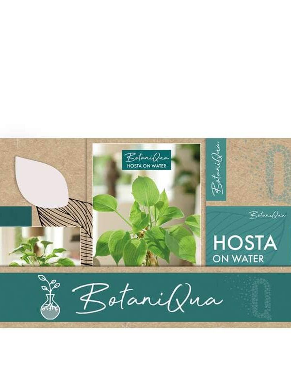 BotaniQua Hosta Mix