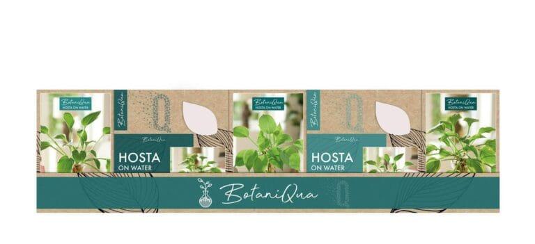 BotaniQua Hosta Mix