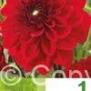 Dahlia Decorative Red