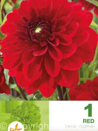 Dahlia Decorative Red