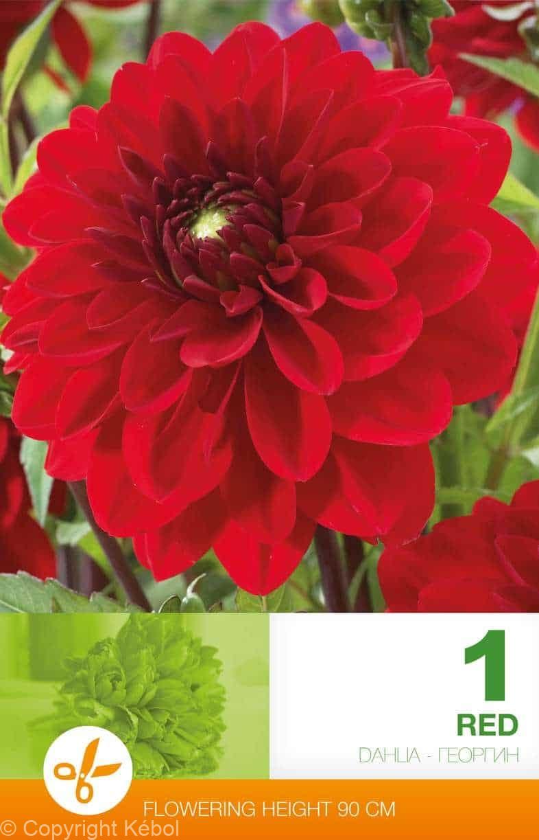 Dahlia Decorative Red