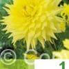 Dahlia Decorative Yellow